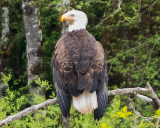 A bald eagle is perched along the Chehalis River on Tuesday afternoon.