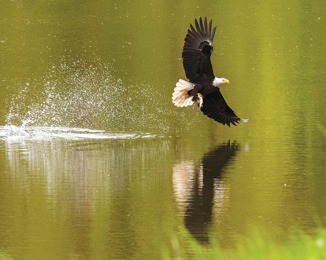 A bald eagle swoops down onto Fort Borst Lake in Centralia Wednesday afternoon to snatch a fish.