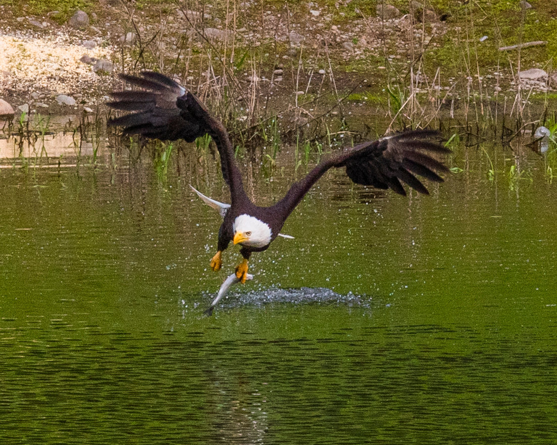 A bald eagle swoops down onto Fort Borst Lake in Centralia Wednesday afternoon to snatch a fish. Eagles are a common sight at the popular spring fishing destination. More photographs from the afternoon can be found at chronline.com.