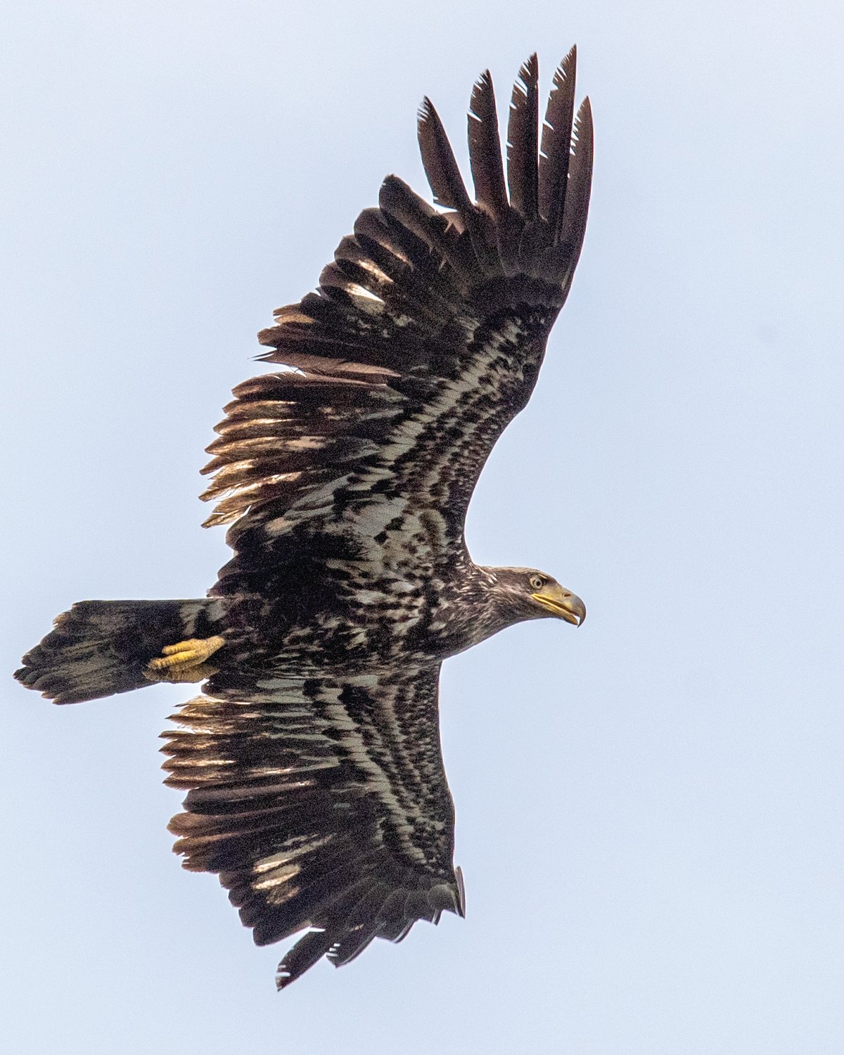 A young bald eagle flies above Fort Borst Park in Centralia on Wednesday afternoon.