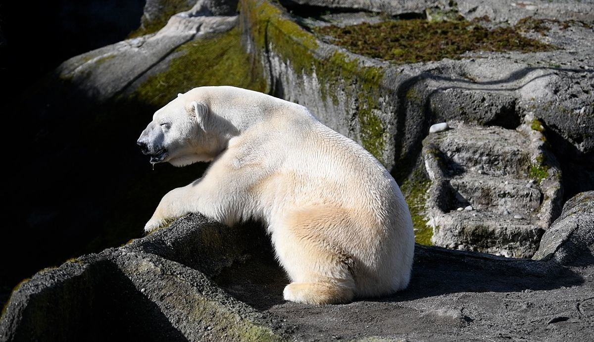 Blizzard closes his eyes and soaks up the sun and the music in this photograph from Point Defiance Zoo.