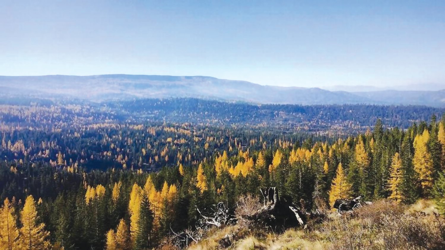 The forested land that includes Naenum Ridge is pictured here. About 555,000 acres of forests in Washington were damaged by last year’s intense summer heat, foliar diseases and beetles, according to the Department of Natural Resources.