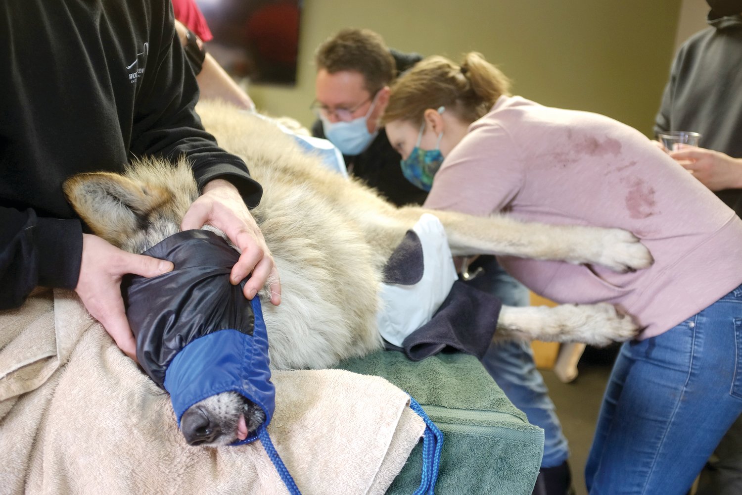 A wolf identified as M1630 is anesthetized for the semen collection process.