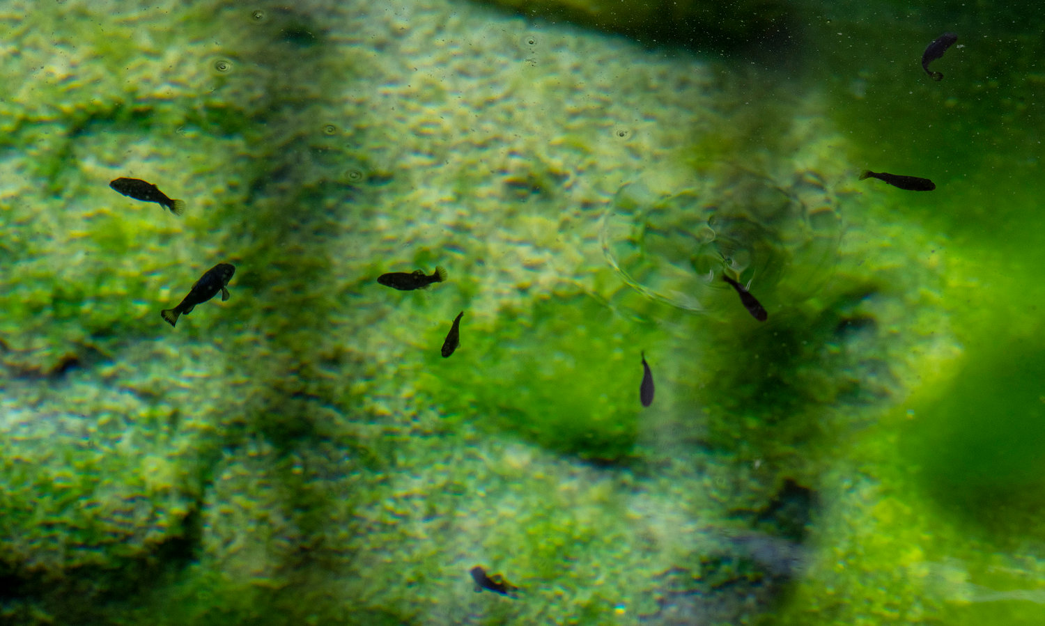 Devil's Hole pupfish swim in a specially designed tank, which mimics their natural environment at the Ash Meadows Fish Conservation Facility, Friday, April 29, 2022, in Ash Meadows National Wildlife Refuge, Nevada. Federal biologists have reported increased numbers of one of the world's rarest fish, the Devil's Hole pupfish, counting 175, the most seen in a spring count 22 years. (Brian van der Brug/Los Angeles Times/TNS)