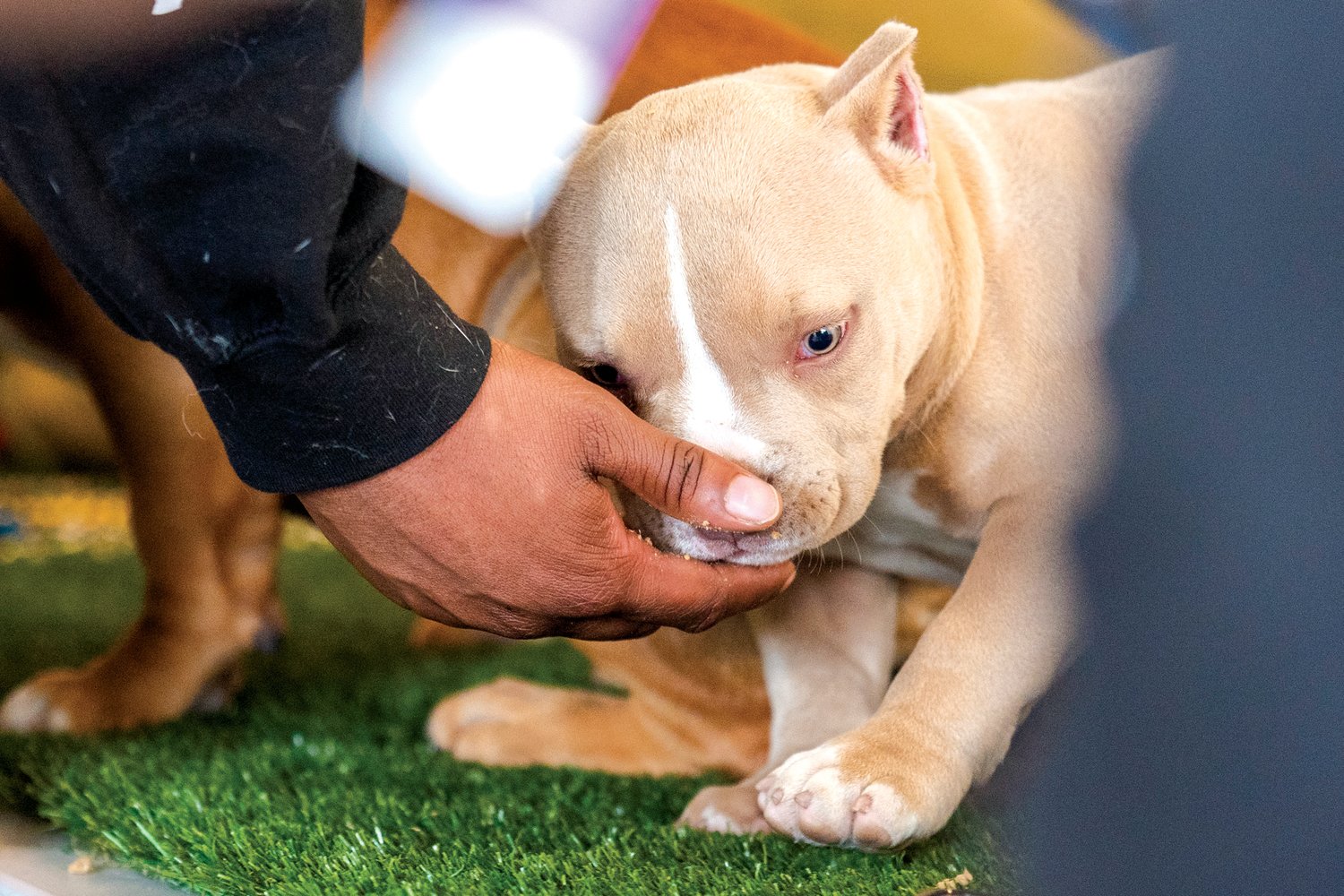 “Bully” puppies receive attention during a show at the Southwest Washington Fairgrounds  Saturday morning. The Beyond Limits Dog Show took place Friday and Saturday at the fairgrounds. Learn more about events online at https://southwestwashingtonfairgrounds.org.