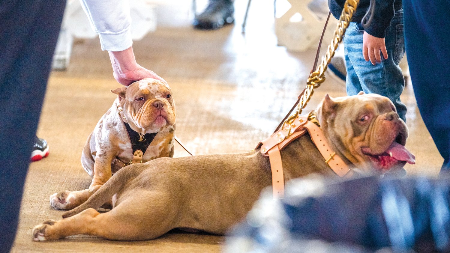 Bully breeds receive attention during a show at the Southwest Washington Fairgrounds Saturday morning.