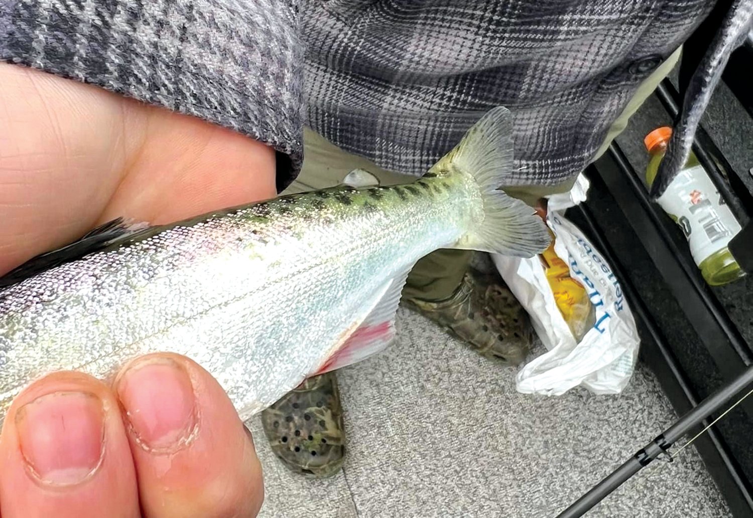 An unclipped, possibly hatchery-origin spring Chinook smolt caught in early April 2022 on the Cowlitz River below Barrier Dam, approximately 8 inches in length.