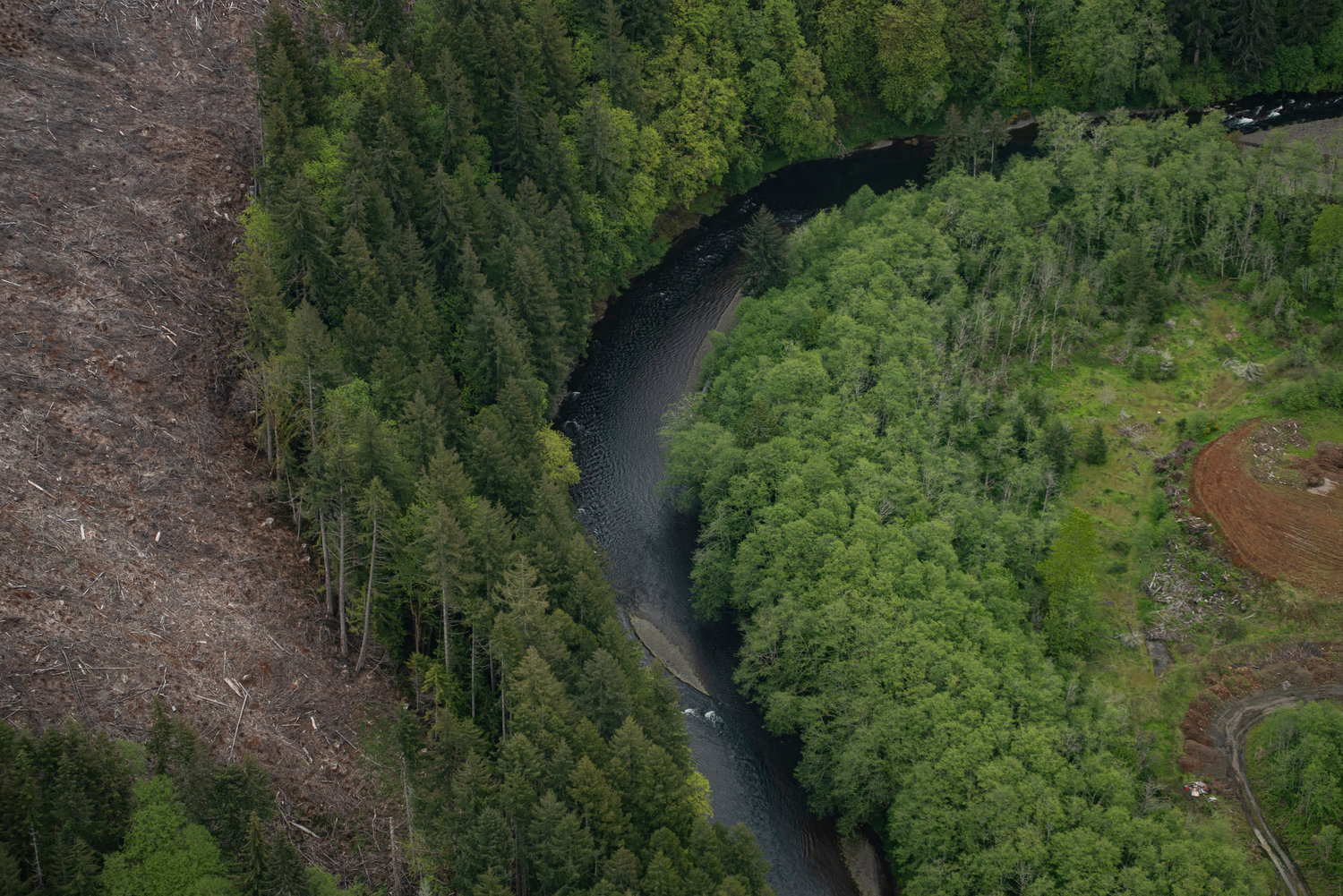 The Chehalis River meanders through clear-cut timberland on Weyerhaeuser property upstream from Pe Ell. Loggers are required to maintain trees in the riparian zone.