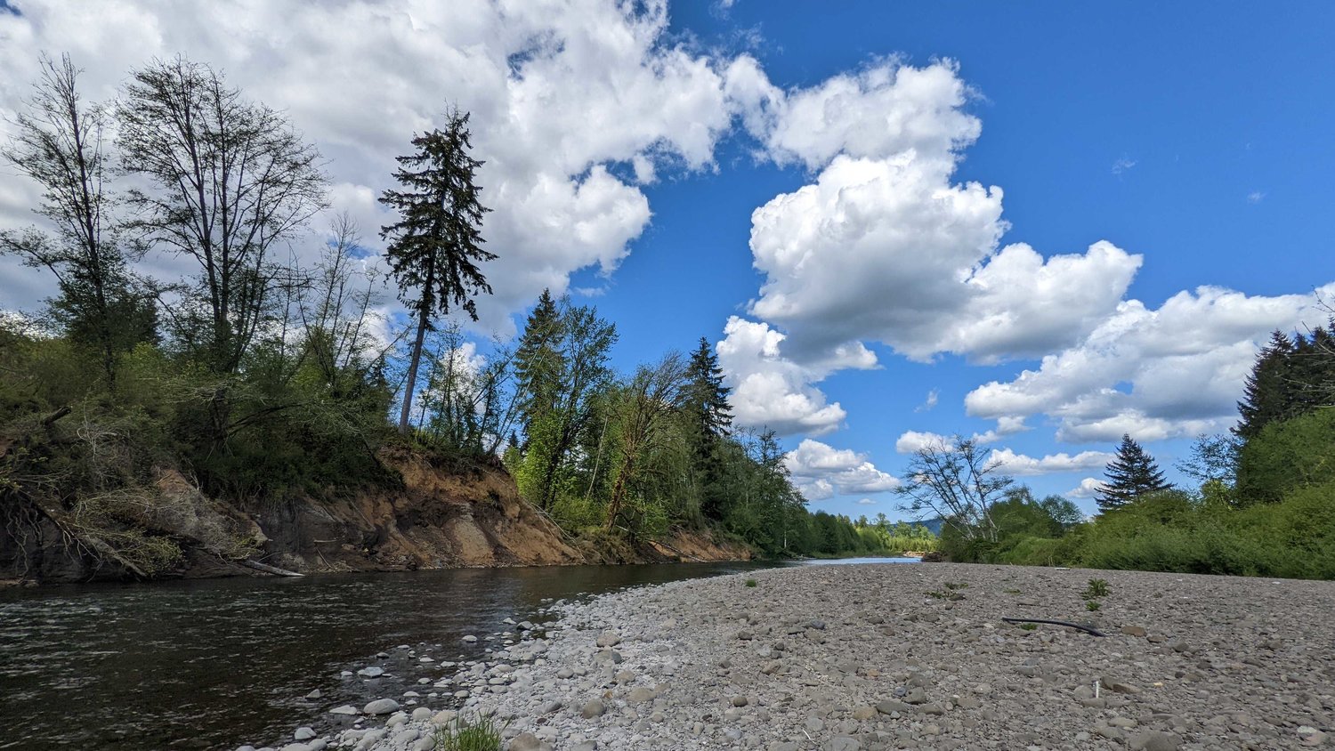 Clouds form over the Chehalis River on Saturday near an eroded bank with downed trees.