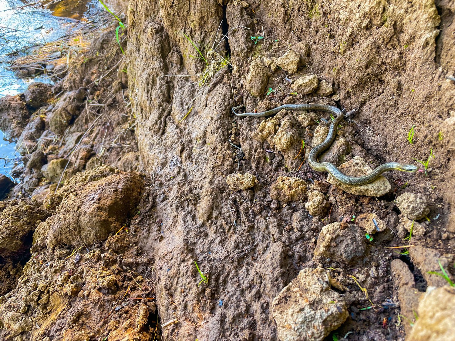 A Garter snake slithers along an eroded bank of clay on Chehalis River near Pe Ell on Saturday.