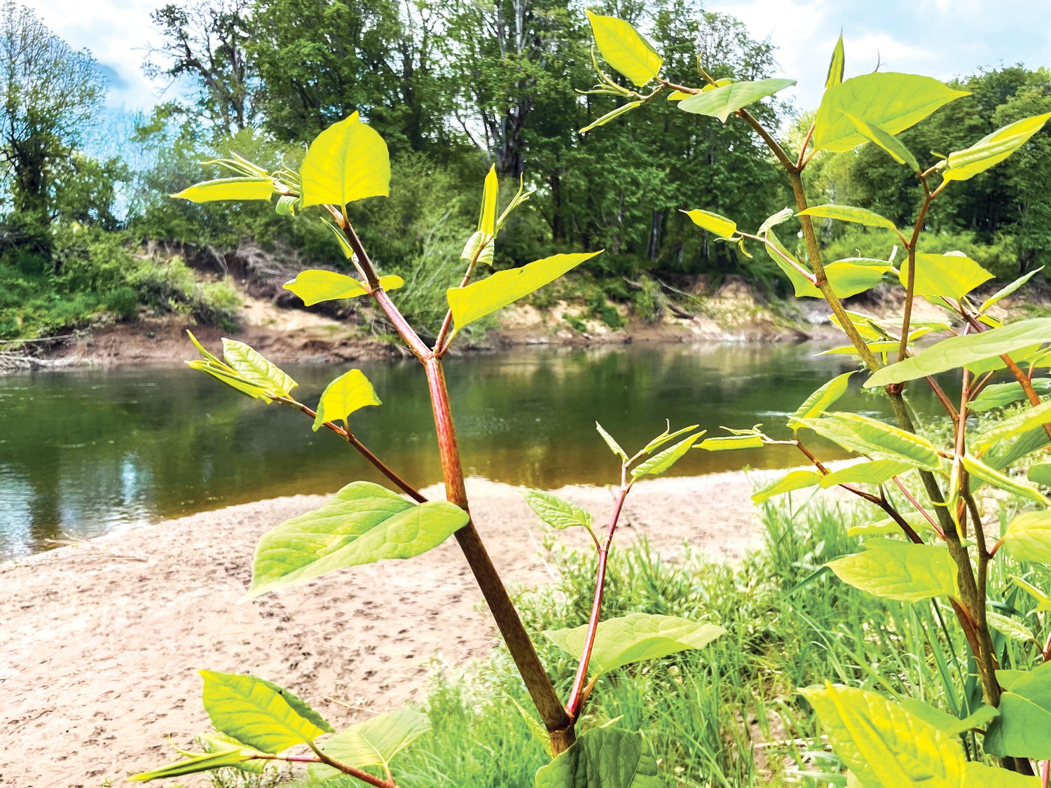 Knotweed is seen on a bank of the Chehalis River Monday in Chehalis near Northwest Florida Avenue.