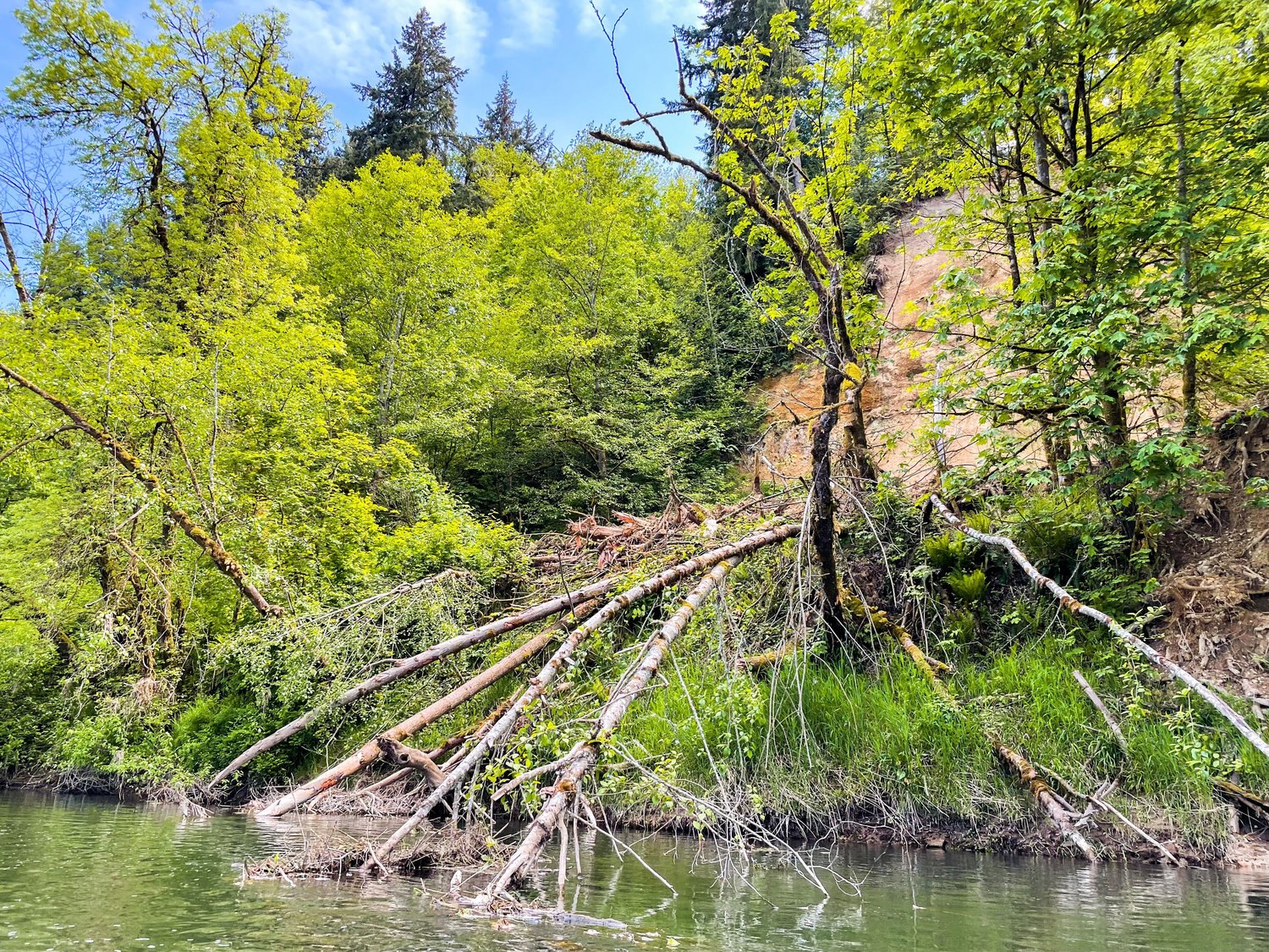Trees dip into the Chehalis River following a landslide near Lundeen Road Southwest in Rochester.