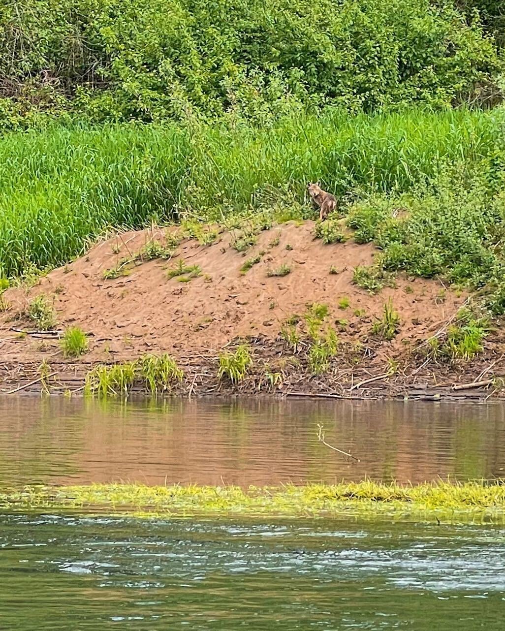 A young coyote looks on from grass along the Chehalis River in Centralia.