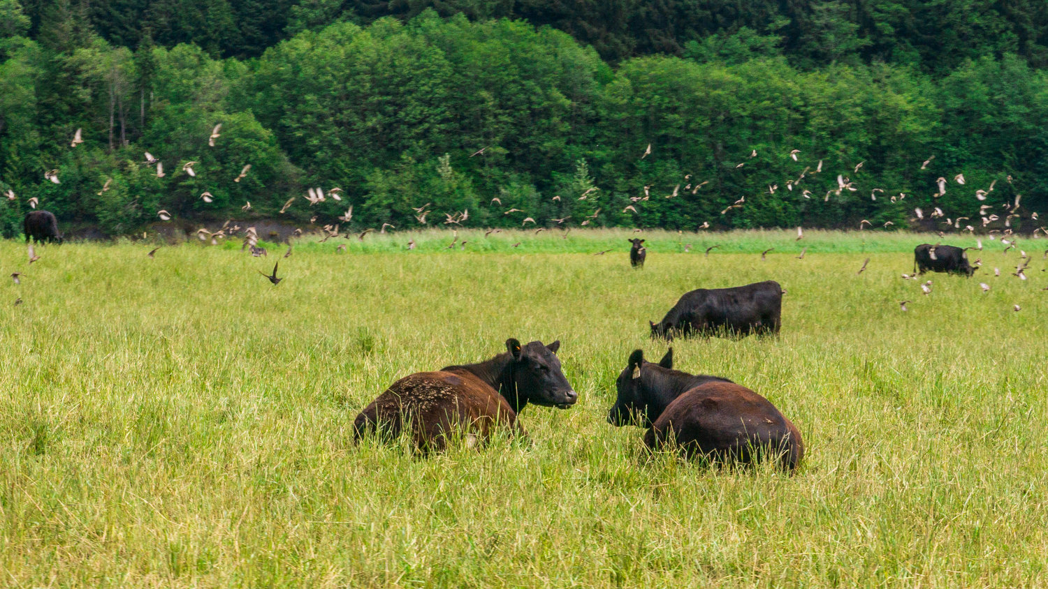 Cows graze in a field surrounded by birds along the Satsop River.