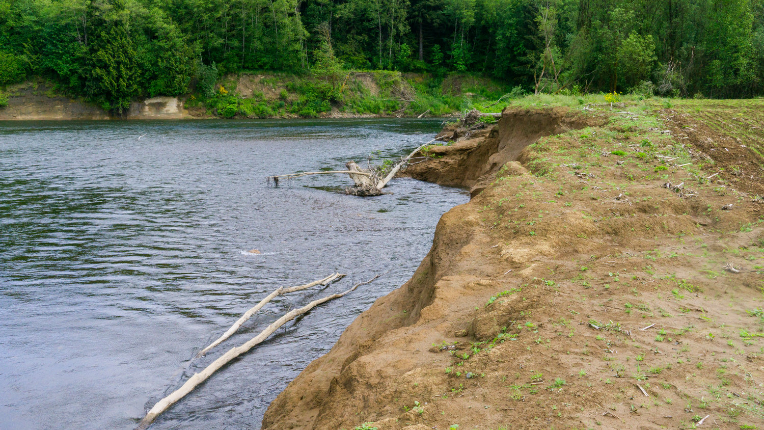 Water erodes banks near the confluence of Satsop and Chehalis Rivers off Willis Road.
