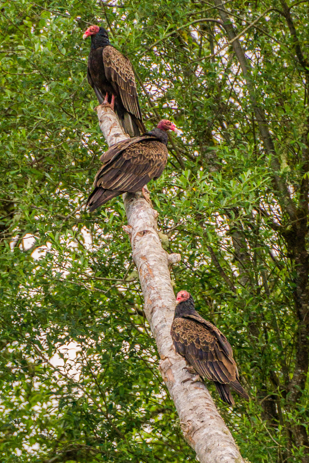 Turkey vultures sit on a fallen tree near the Chehalis River in Montesano.