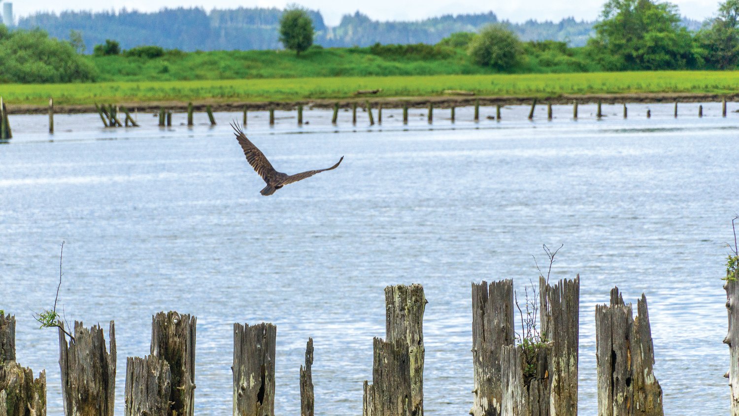A vulture flies off from a post at the 28th Street Boat Launch in Hoquiam.