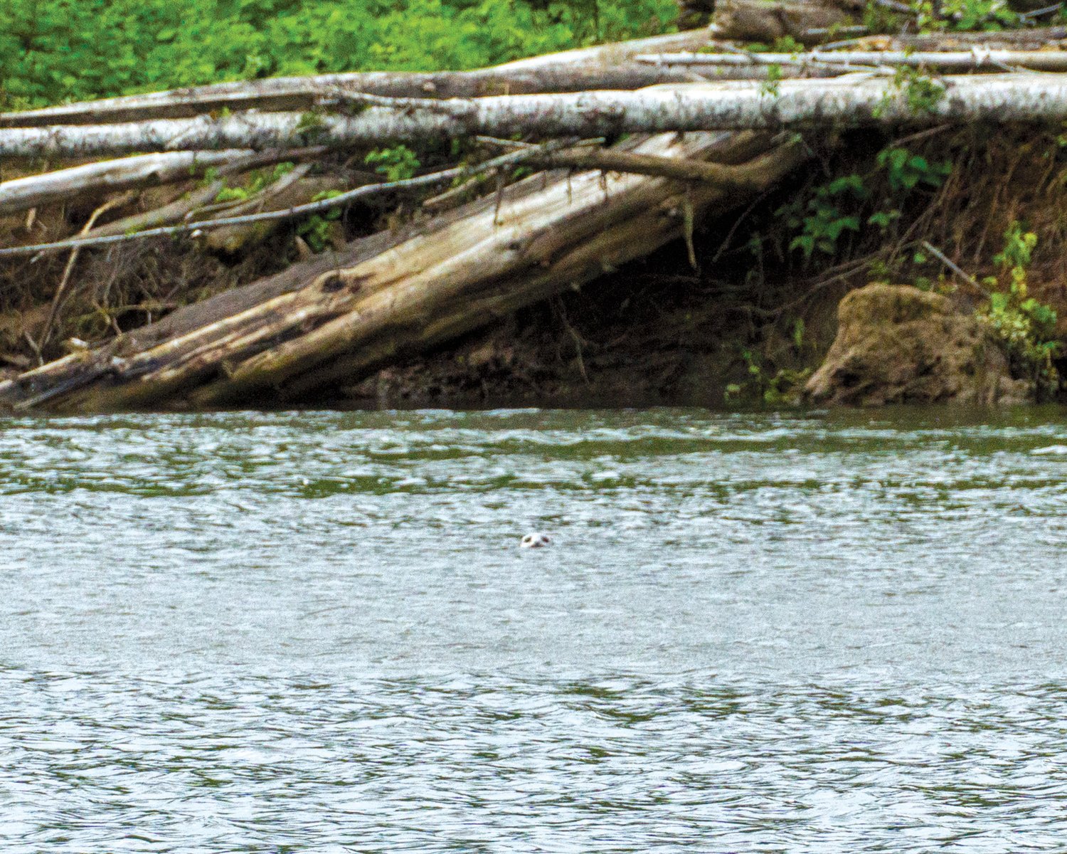 A seal looks across the Chehalis River at kayakers on shore.