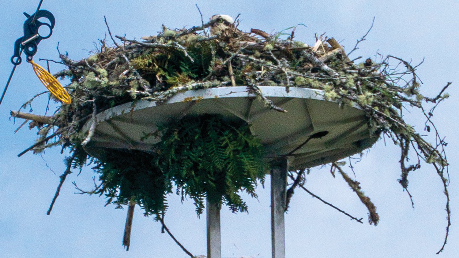 FILE PHOTO — A young osprey is heads up in a nest on a post between Brady Loop Road East and the Chehalis River.