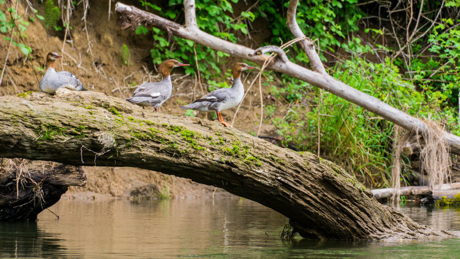 Merganser ducks rest on a log in the Chehalis River n