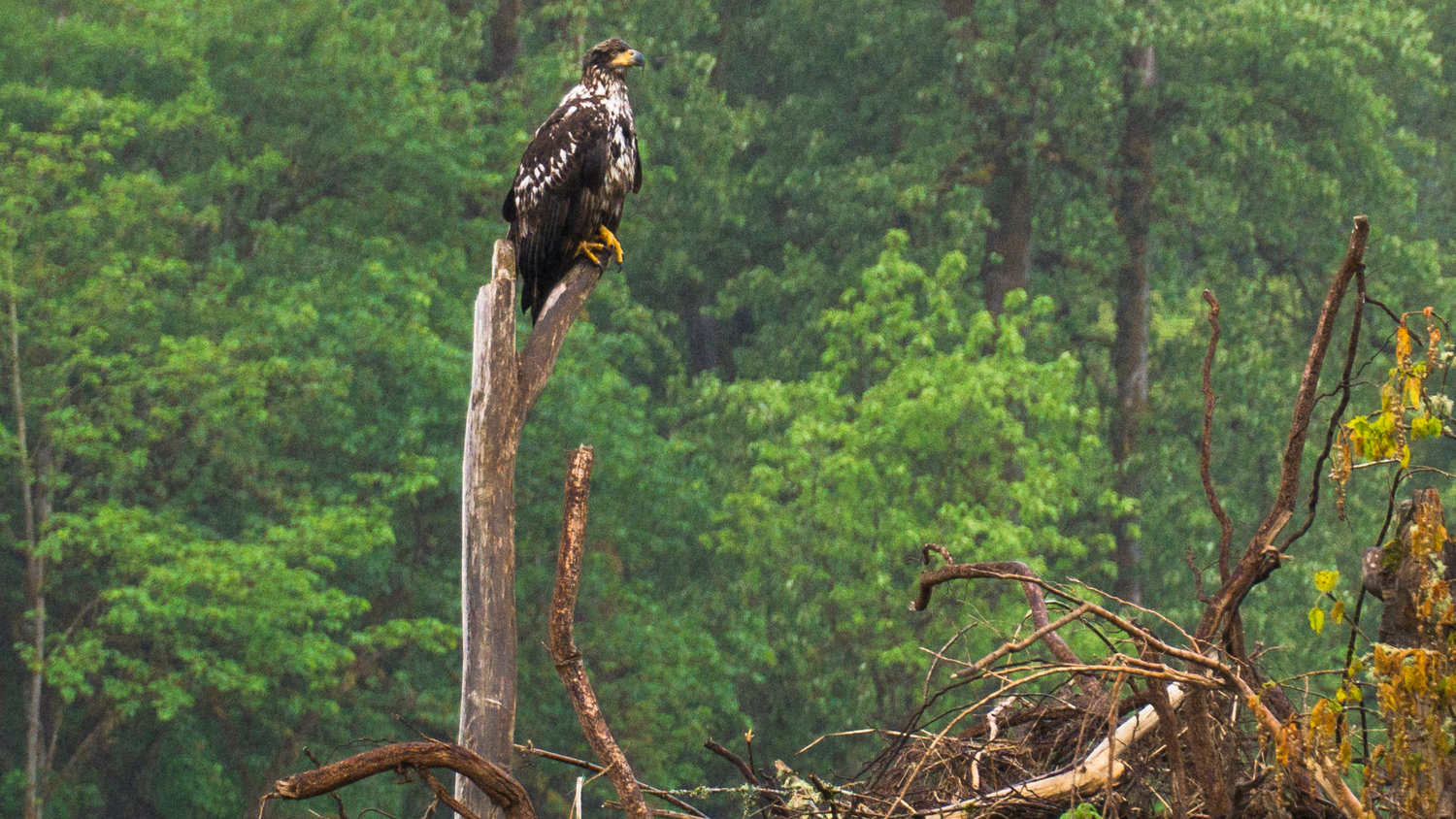 An eagle rests on a snag over the Chehalis River near Rochester.