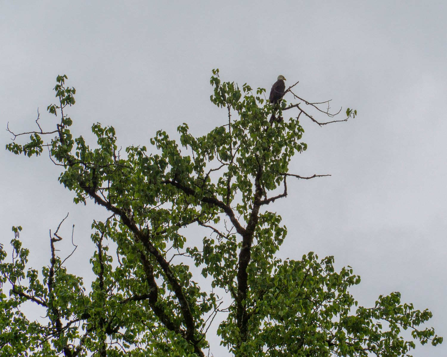 An eagle perches on top of a tree over the Chehalis River.