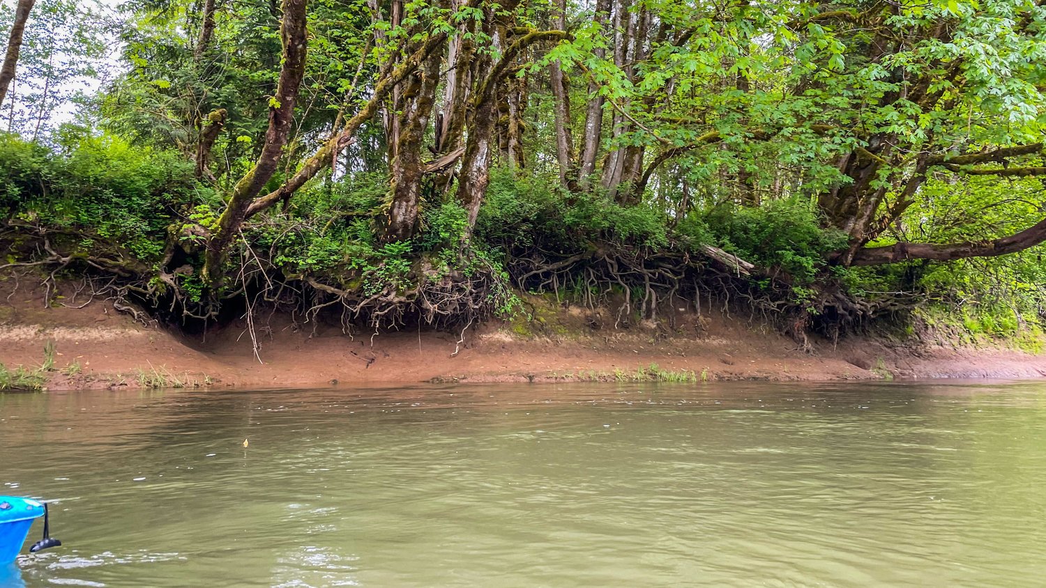 Tree roots hang above the Chehalis River near an eroded bank.