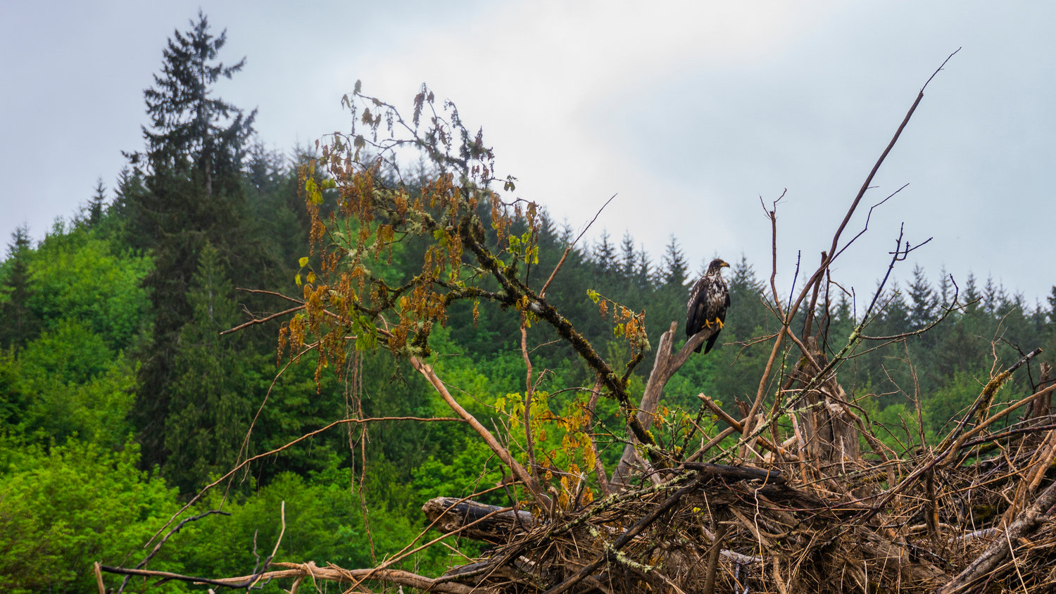 An eagle rests on a snag over the Chehalis River near Rochester.