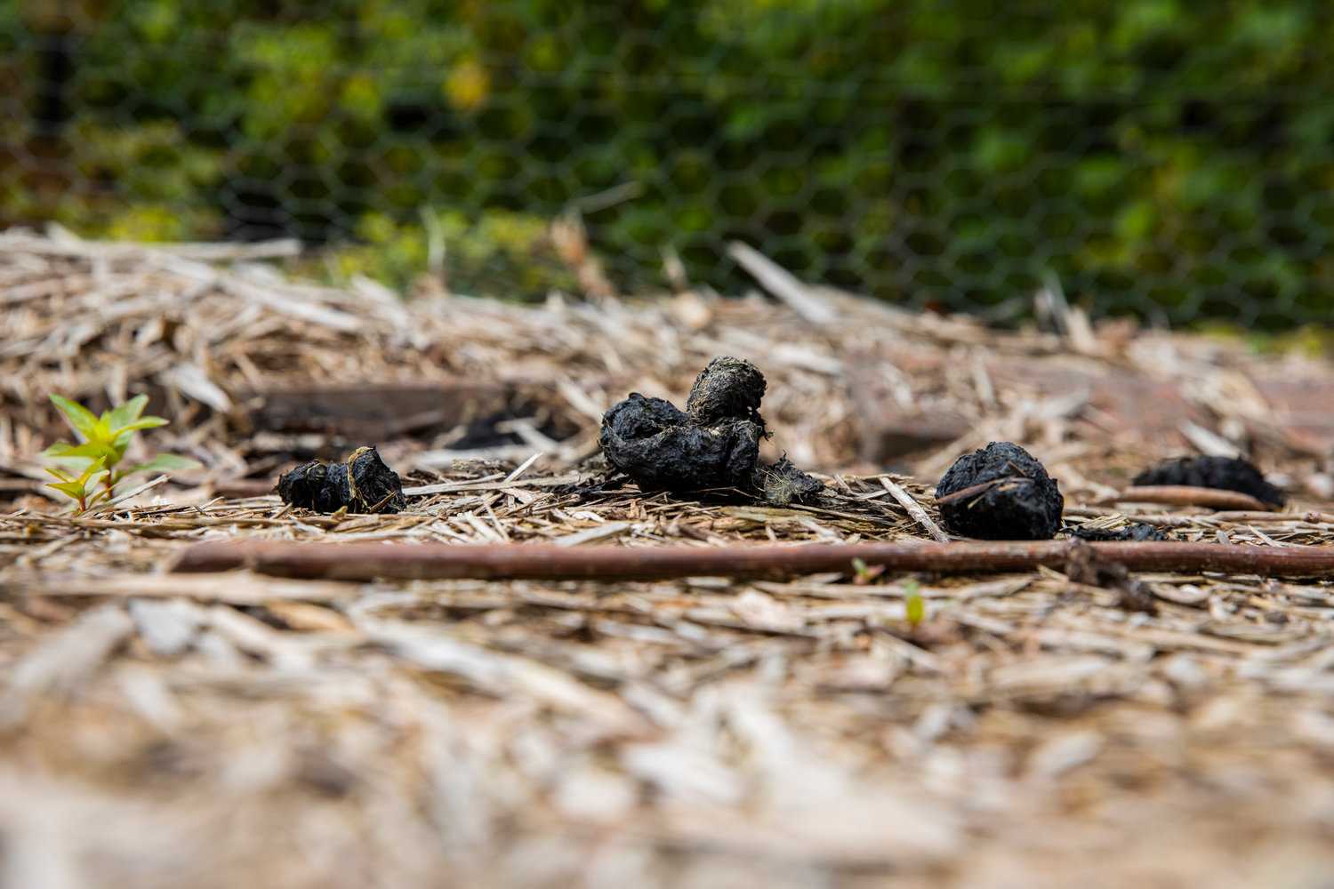 Bear feces sits next to a fenced garden in the Trentlage property on Davis Hill in Centralia.