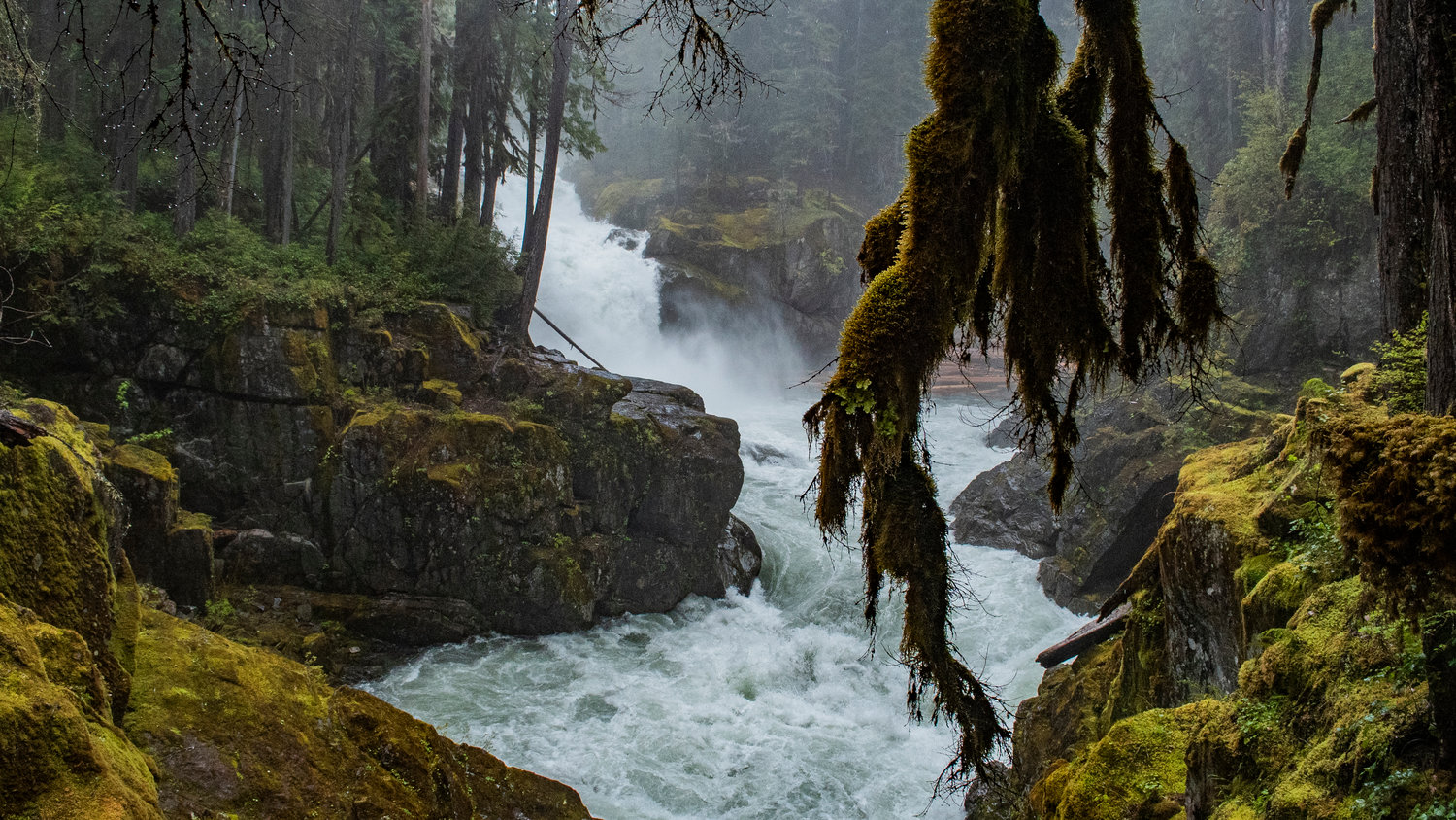 Moss hangs above the Ohanapecosh River as it pours off the Silver Falls in Mount Rainier National Park on Sunday afternoon.
