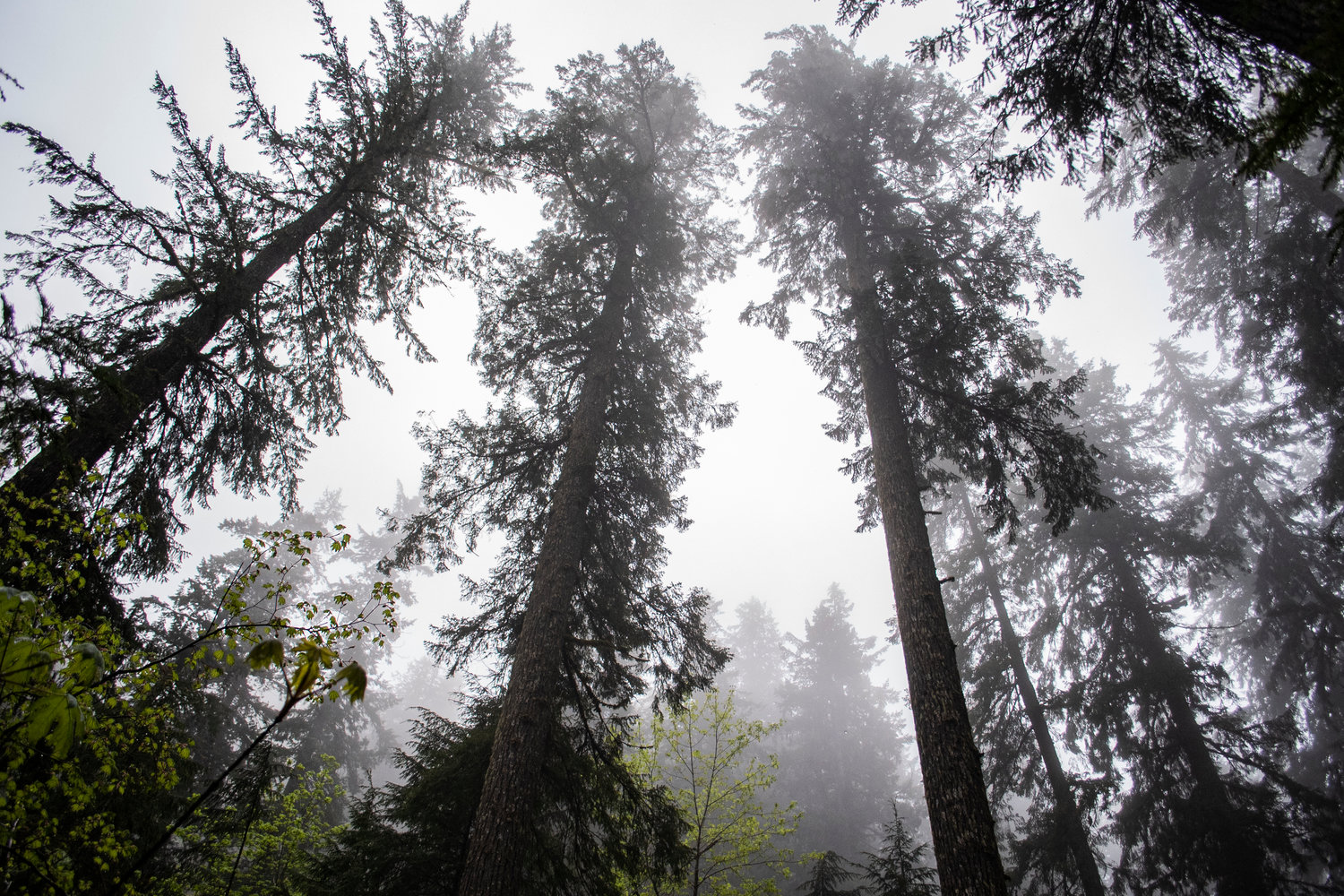 Fog rises through the trees near the Ohanapecosh Campground in Mount Rainier National Park on Sunday afternoon.