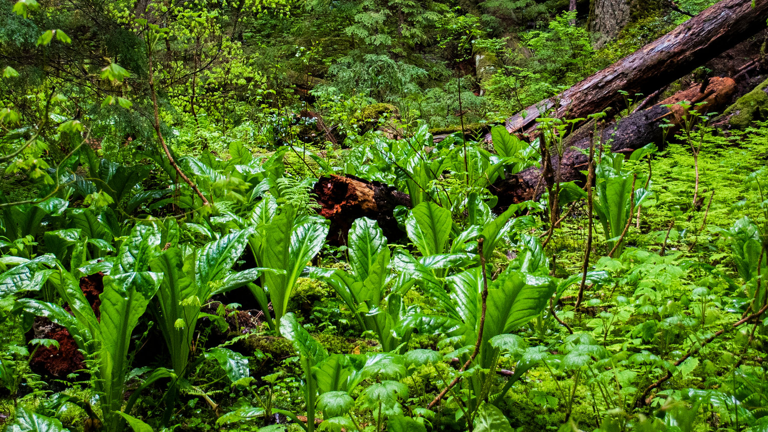 Skunk cabbage rises from the mucky forest floor at Ohanapecosh on Sunday afternoon.