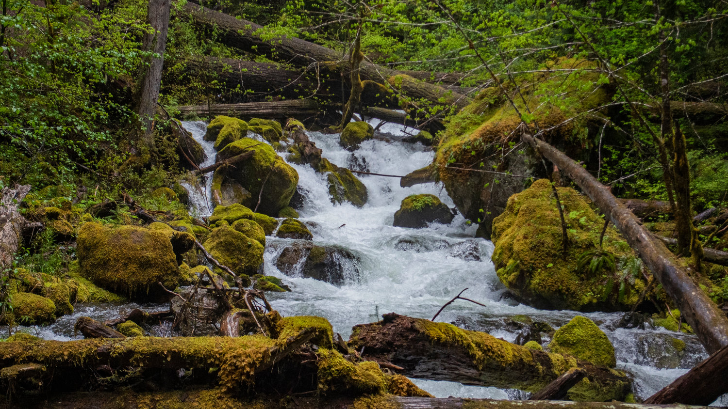 Laughingwater Creek rushes downhill before joining the Ohanapecosh River in Mount Rainier National Park on Sunday afternoon.