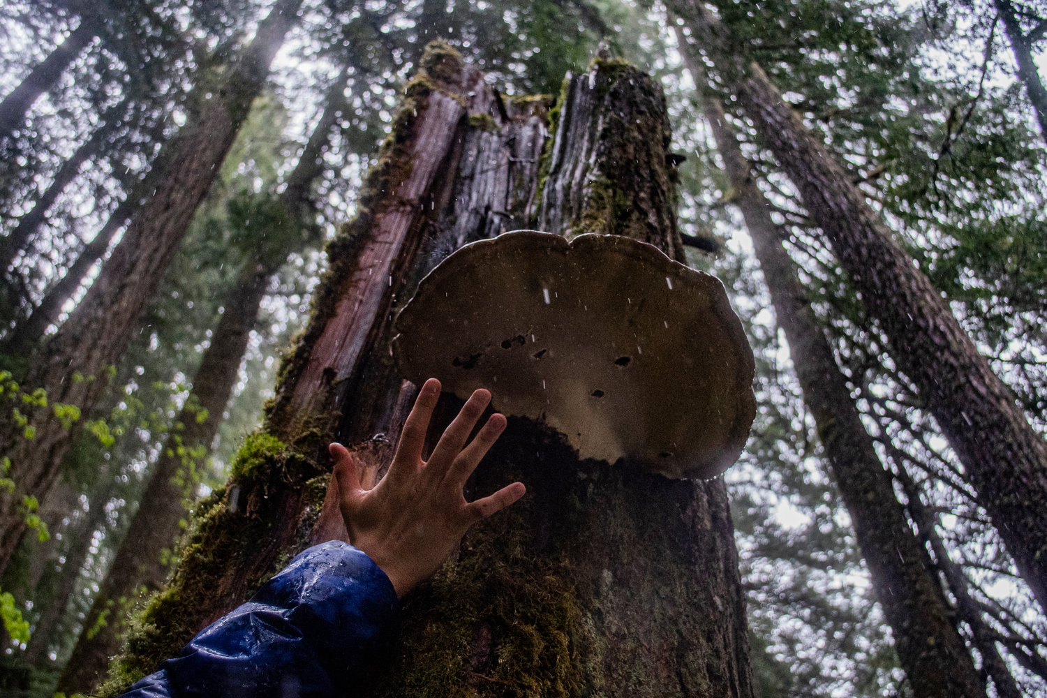 A large fungus grows on a stump beside the Ohanapecosh River in Mount Rainier National Park on Sunday afternoon as a hand is held next to it for size comparison.