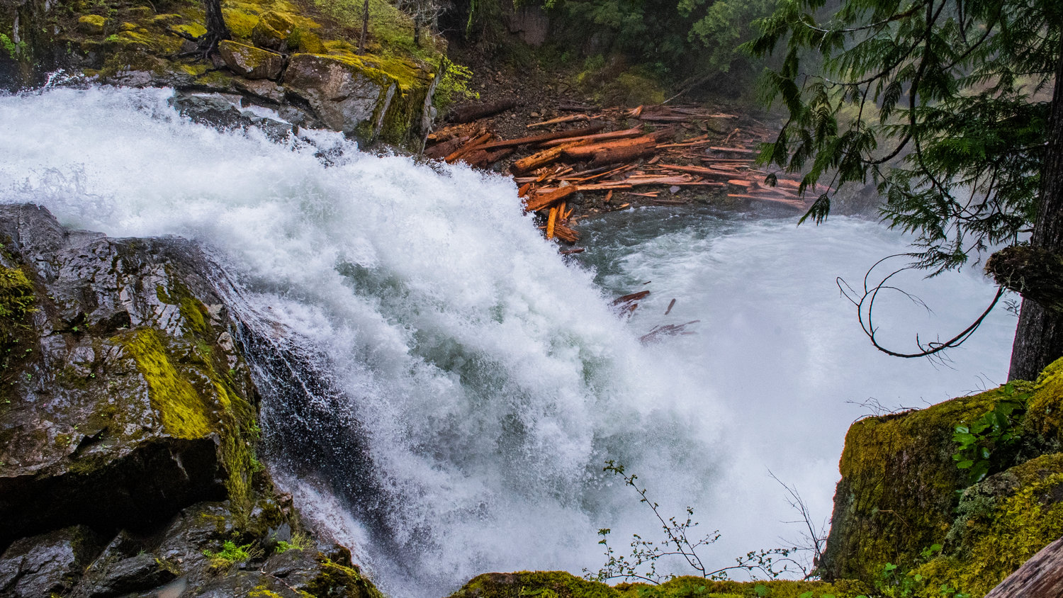 The Ohanapecosh River cascades down the Silver Falls in Mount Rainier National Park on Sunday afternoon, logs thrown and broken by the wild glacial river can be seen in the background.
