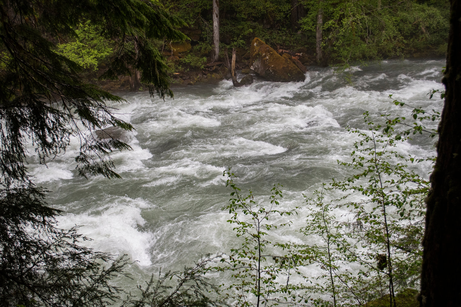 The Ohanapecosh River is pictured in Mount Rainier National Park on Sunday afternoon.