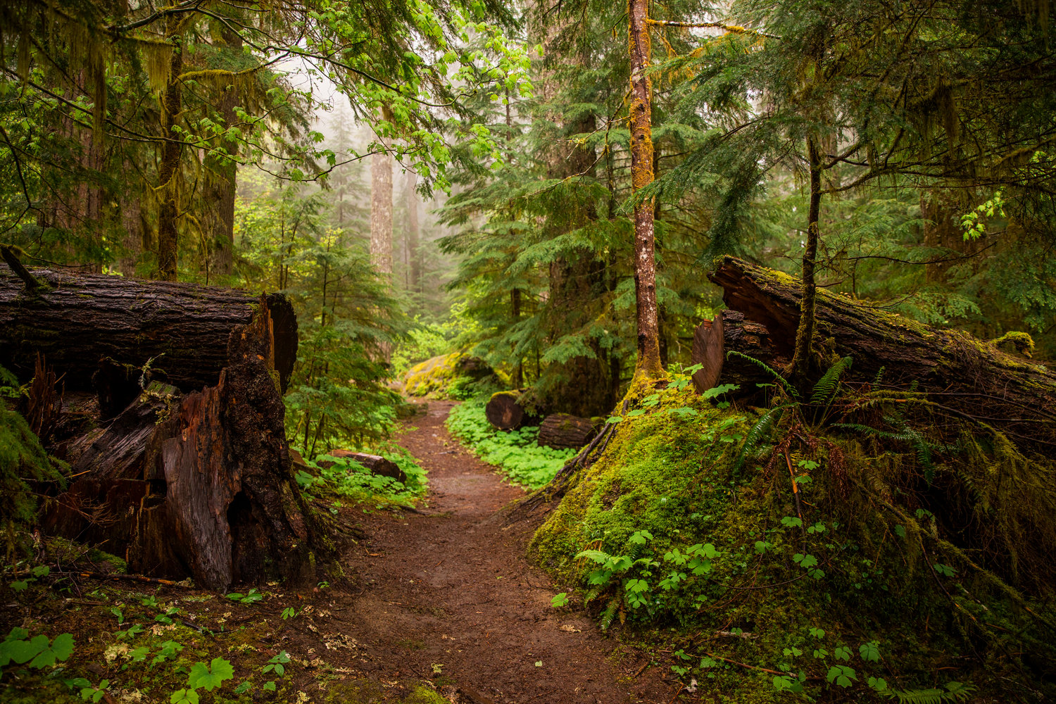A trail leads to hot springs near the Ohanapecosh Campground in Mount Rainier National Park.