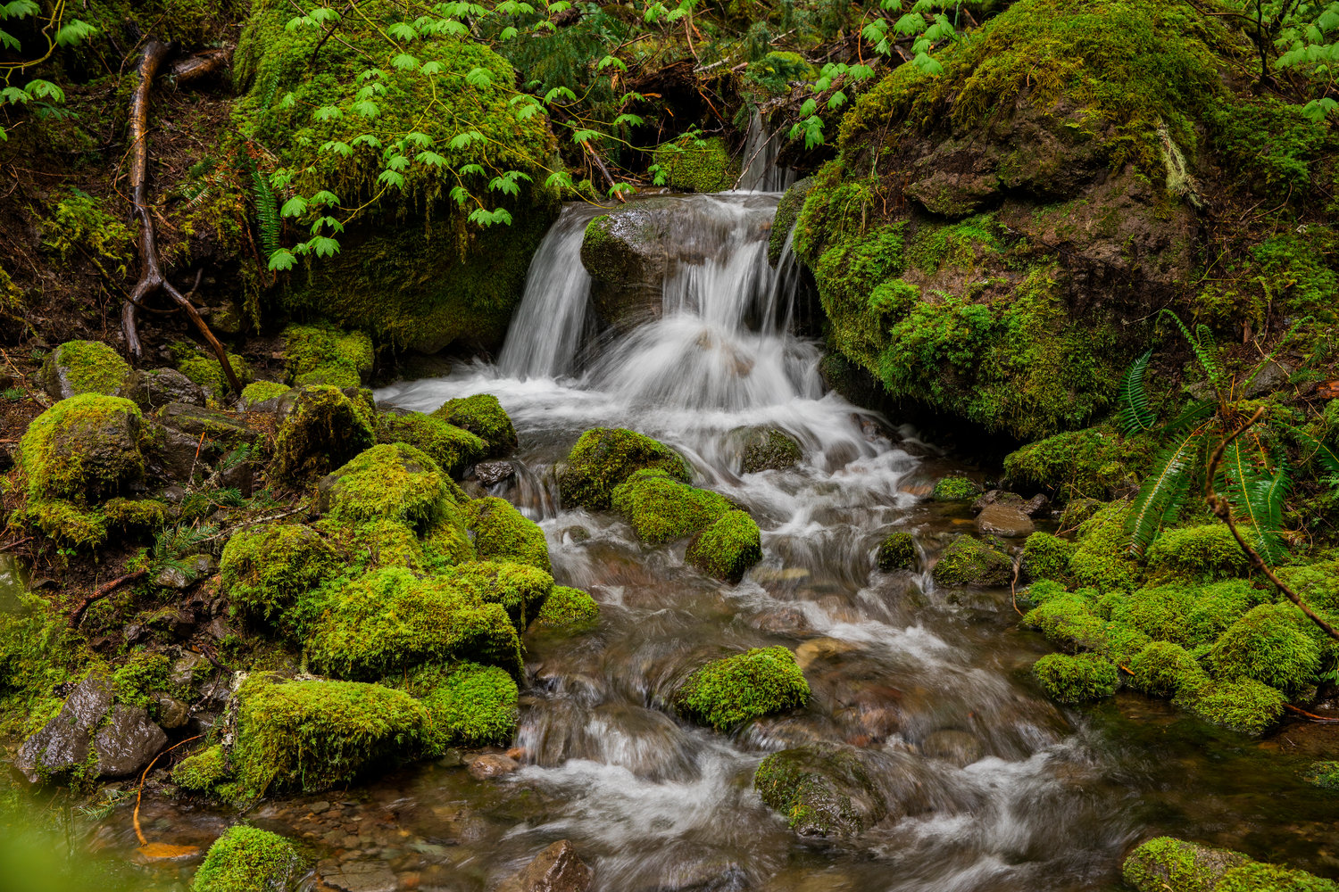 Water trickles down rocks along the Silver Falls Loop Trail in Mount Rainier National Park on Sunday, June 5, 2022.