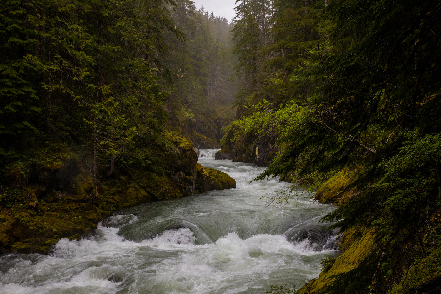The Ohanapecosh River rushes through trees on Sunday in Mount Rainier National Park.