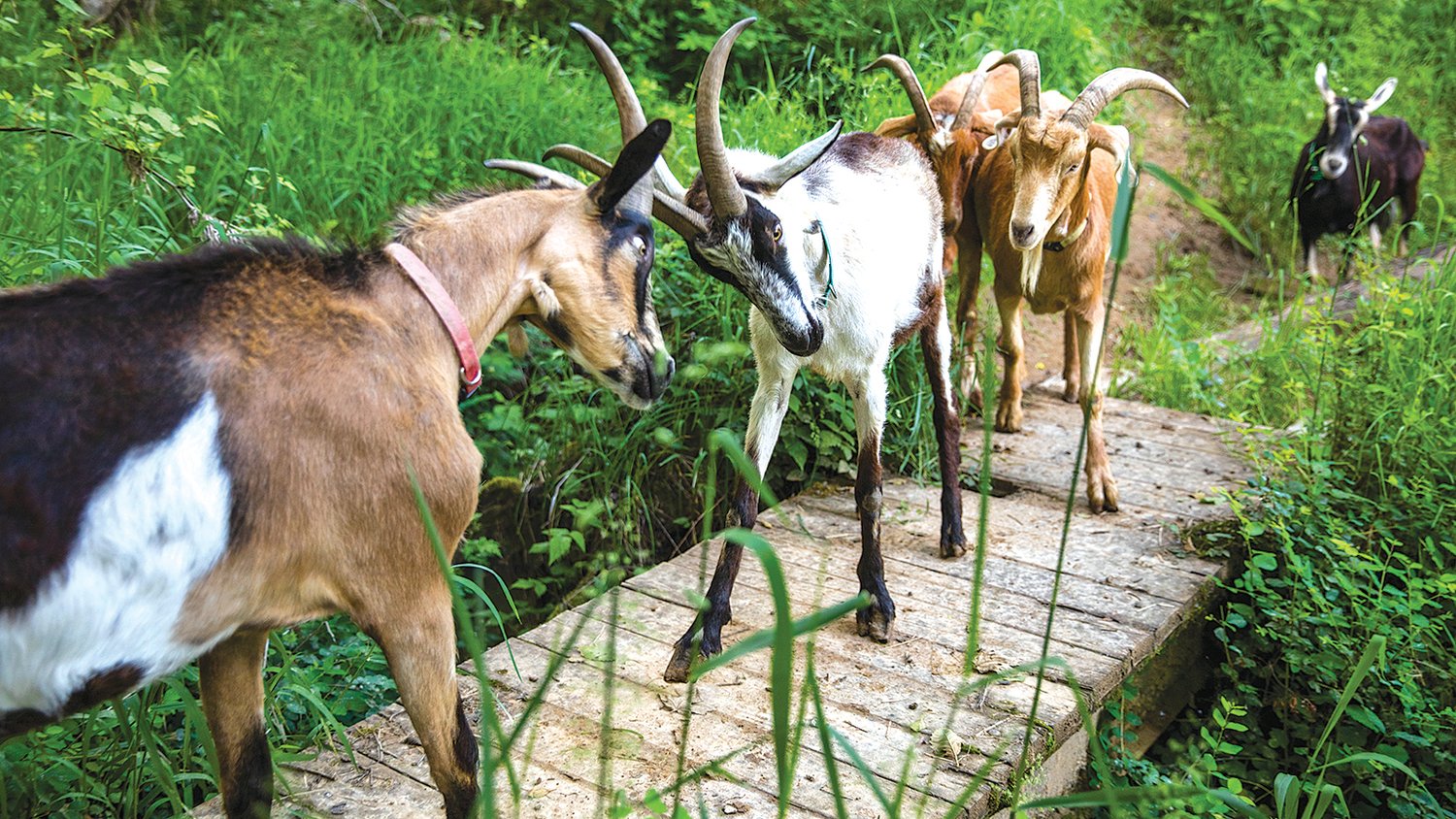 Goats butt heads on a bridge during a walk near Toledo.