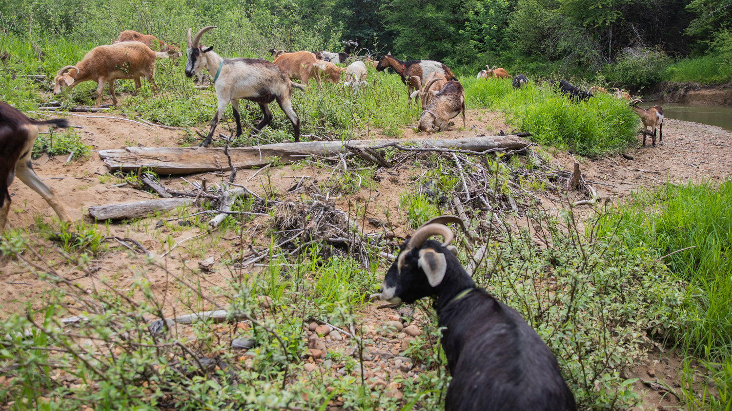 Goats play and graze on the bank of Salmon Creek near Toledo.
