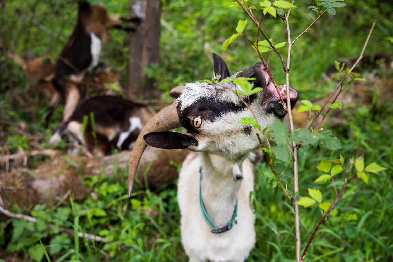 Goats stop to munch on branches during a walk near Toledo.