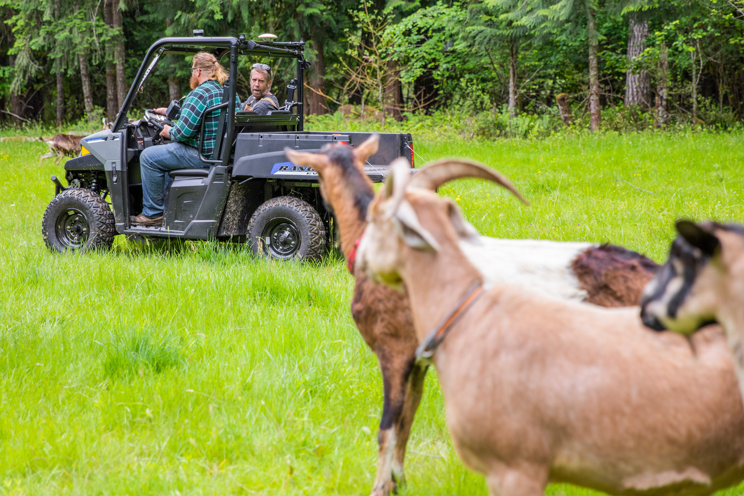 Brian Dennis calls for his herd as Jake Dailey pilots an electric UTV and goats follow.