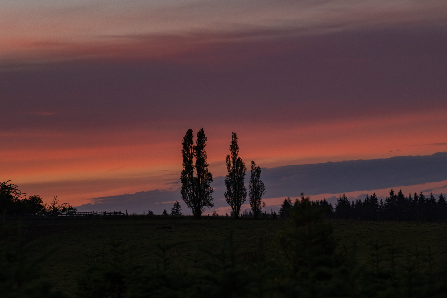 Trees stand on Crego Hill in Adna on Tuesday evening, as ribbons of orange and pink cover the sky after sunset on the longest day of the year.
