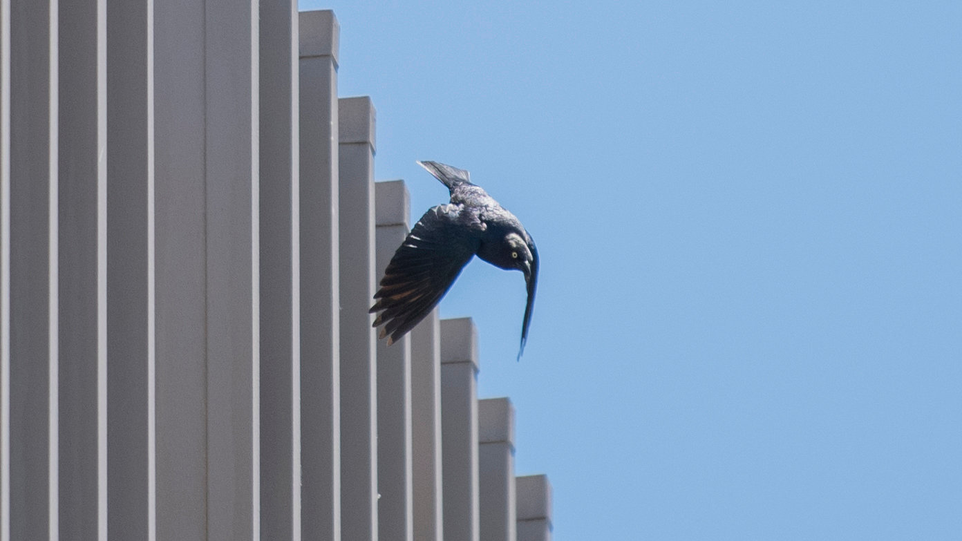 A Brewer’s blackbird dives from the roof of Chehalis City Hall toward pedestrians Thursday afternoon.