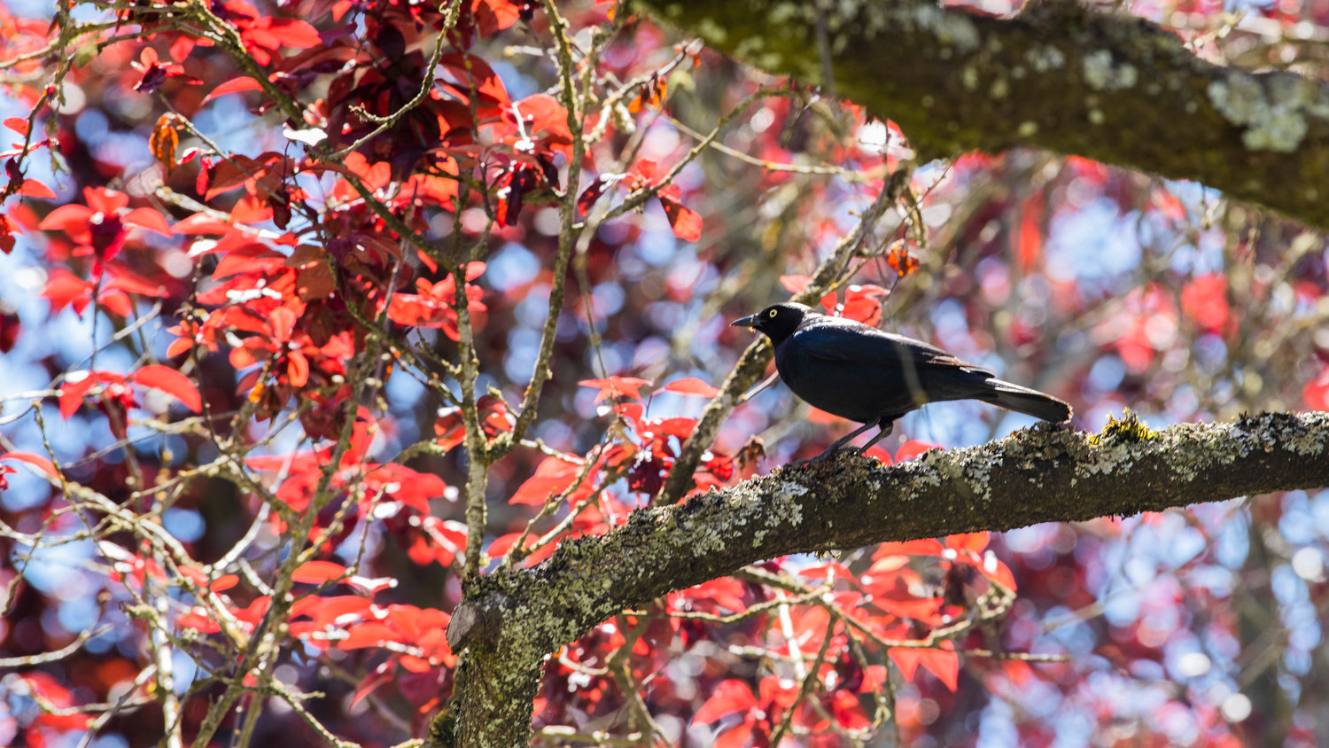 A Brewer’s blackbird prepares to take flight from a tree in front of Chehalis City Hall Thursday afternoon.