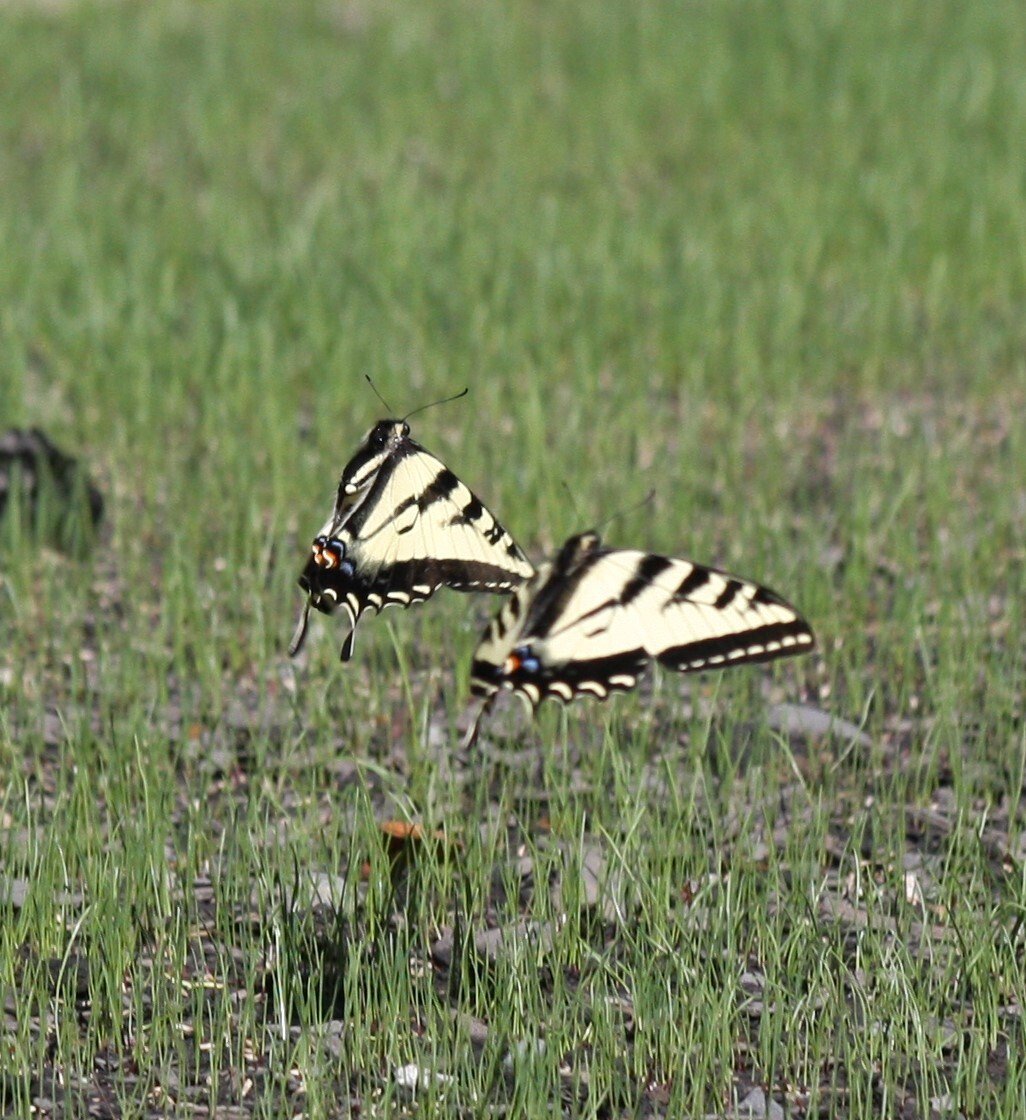 Chronicle staffer Sarah Burdick captured these photographs of swallowtail butterflies at her property south of Chehalis on Sunday morning. To submit photographs for potential publication in The Chronicle, email them to news@chronline.com. Be sure to include details like where the photograph was captured and when.