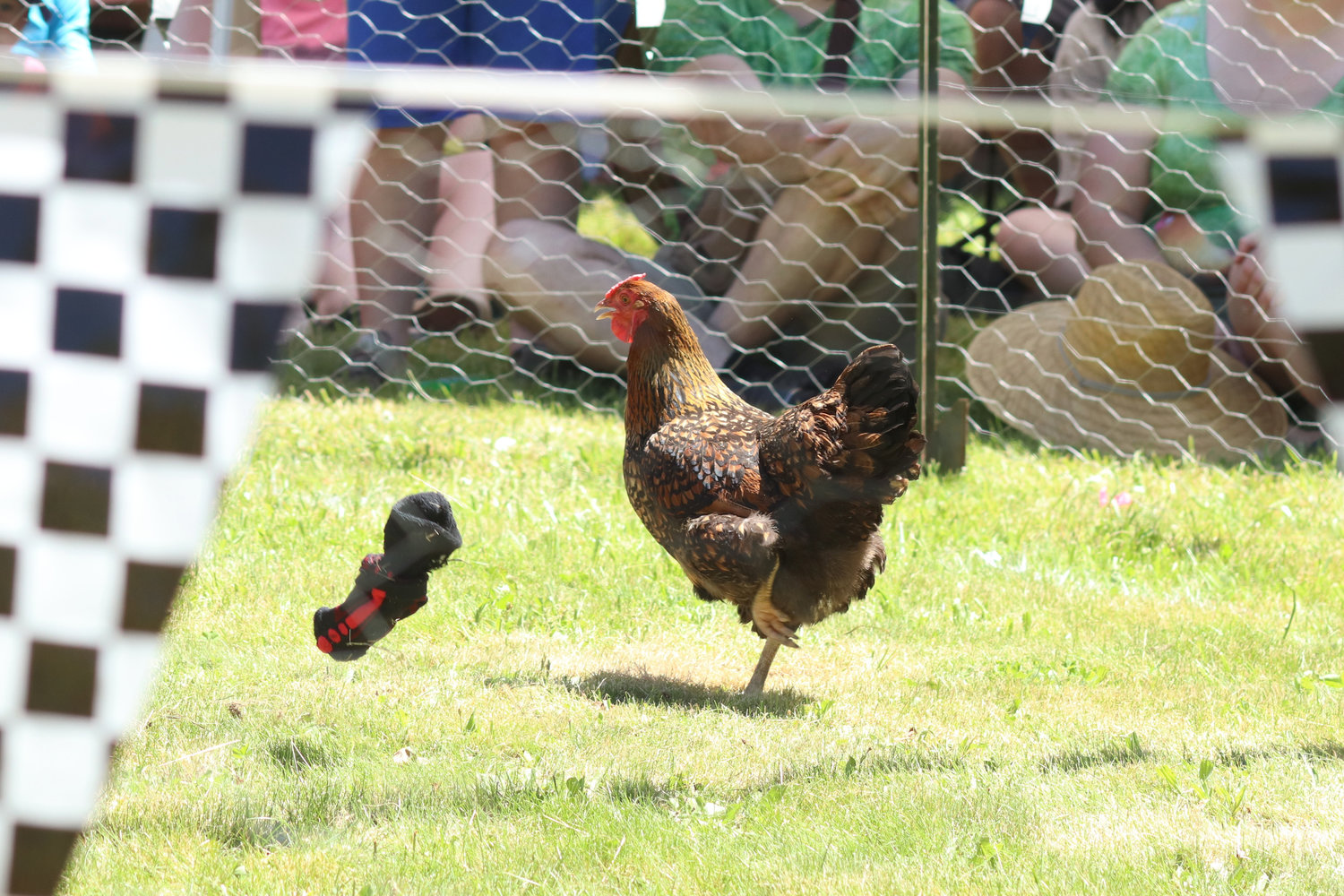 A chicken dodges a thrown pair of socks at Independence Valley Community Hall’s 42nd Annual Chicken Races in Rochester on Sunday. Judges timed how quickly contestants, with the help of soft thrown items like socks and hats, could get their chicken to run out of the circle.