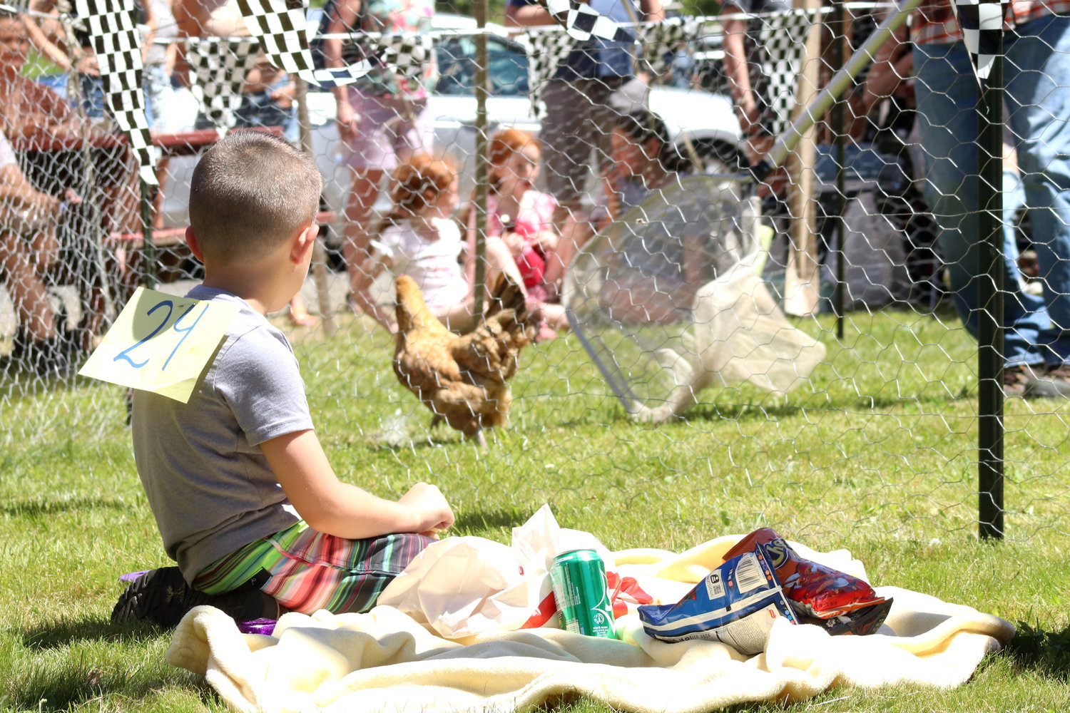 A contestant watches as a chicken is netted during Independence Valley Community Hall’s 42nd Annual Chicken Races in Rochester on Sunday.