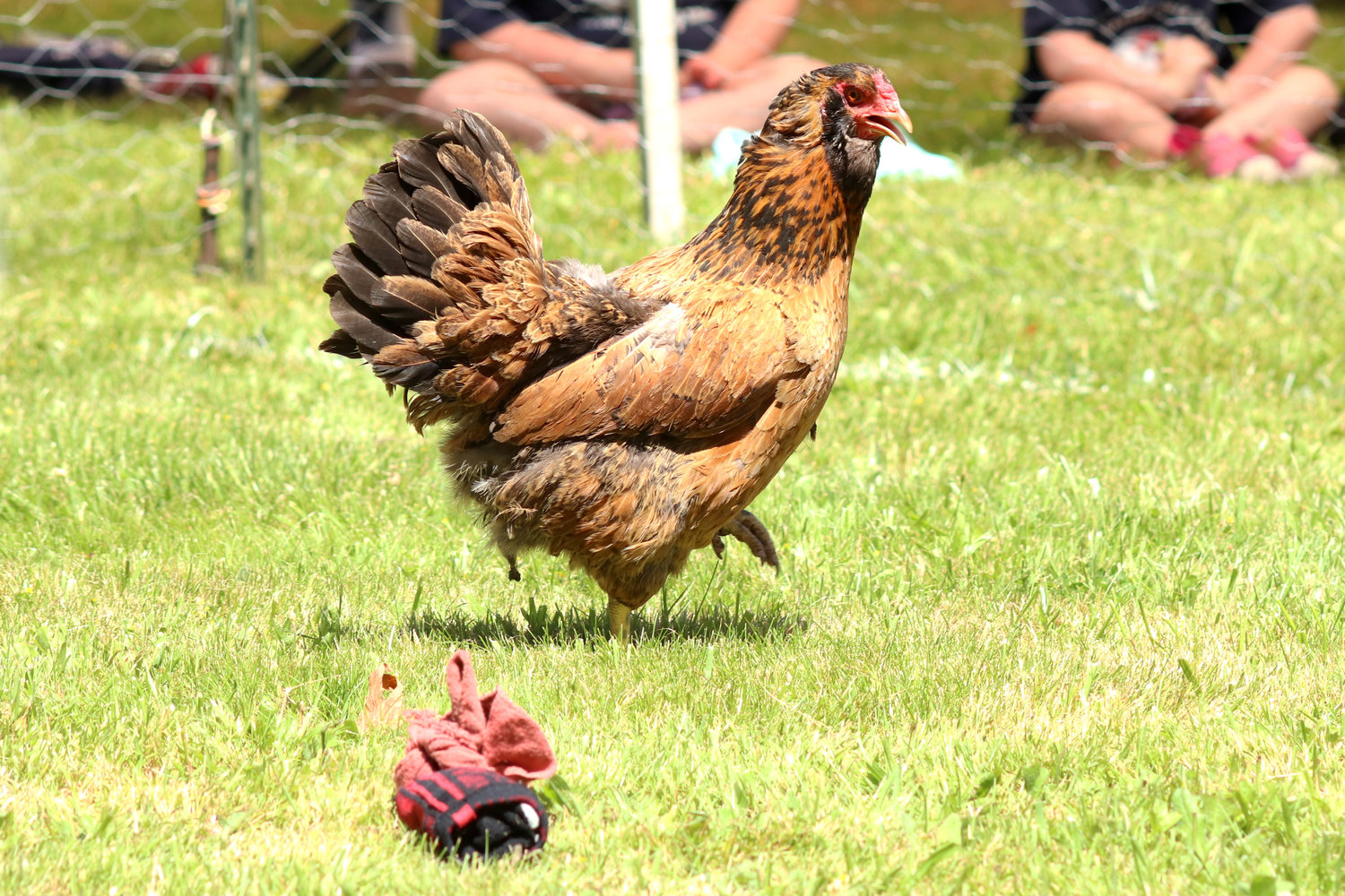 A chicken dodges a sock during the Independence Valley Community Hall’s 42nd Annual Chicken Races in Rochester on Sunday.